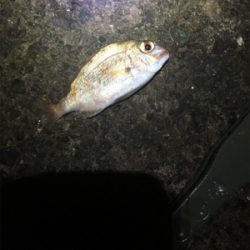 アオリちゃんがさらに賢くなった