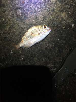 アオリちゃんがさらに賢くなった