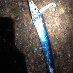 数は釣れたんだけど・・・