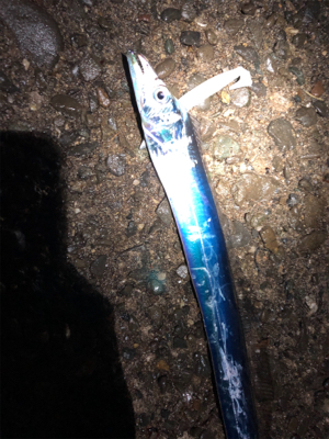 数は釣れたんだけど・・・