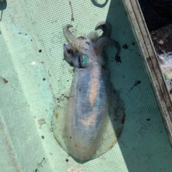 和歌山ティップラン、そしてクエが…