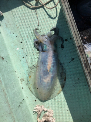 和歌山ティップラン、そしてクエが…