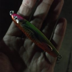 タチウオ少ない