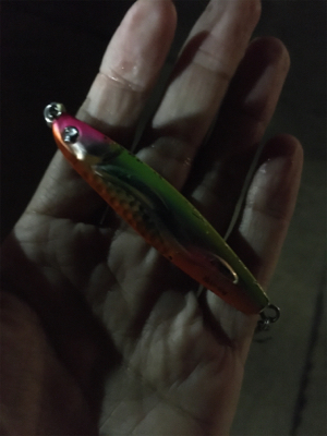 タチウオ少ない