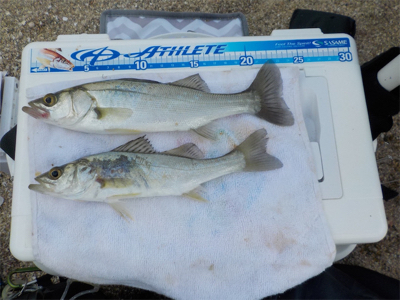 ラストキス&ファーストセイゴ