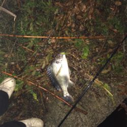 シーバス狙いの外道です