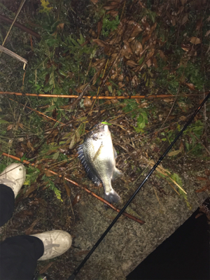 シーバス狙いの外道です