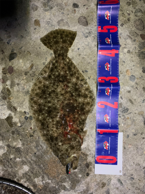 久しぶりにヒラメ！