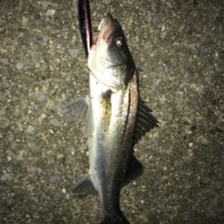 ナイトシーバス2