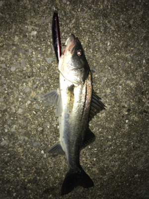 ナイトシーバス2