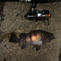 そろそろメバル