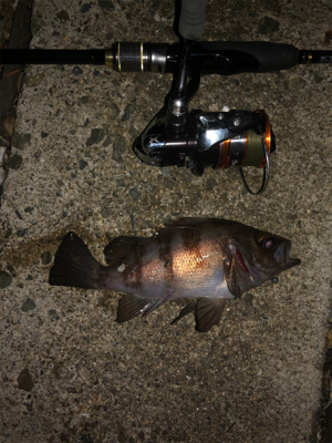 そろそろメバル