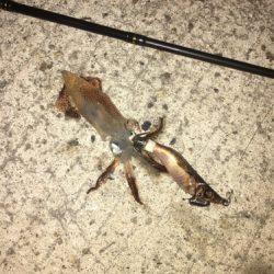 仕事終わりからのヒイカ遊び♪GUNNING-STYLE