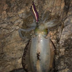 ムーンパワー炸裂