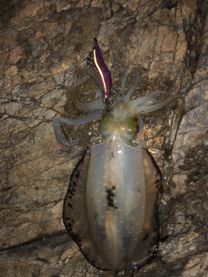 ムーンパワー炸裂