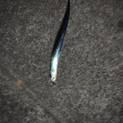 秋深しタチウオ肥える