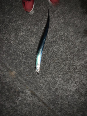 秋深しタチウオ肥える