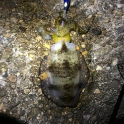 久しぶりにエギング