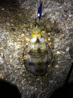 久しぶりにエギング