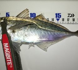 ナイトアジング