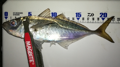 ナイトアジング