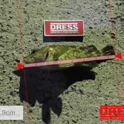 結局ガシラで癒し。。