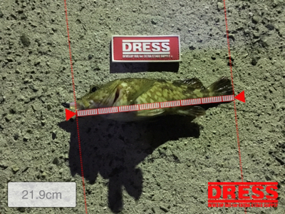 結局ガシラで癒し。。