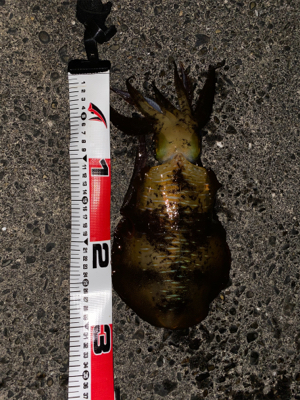 出だしはよかったのに…