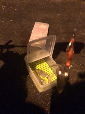 ヒイカ調査、広畑埠頭!