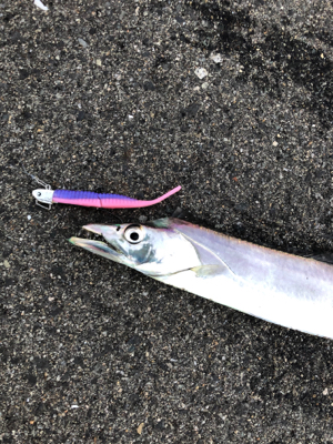 タチウオおまけにハマチ