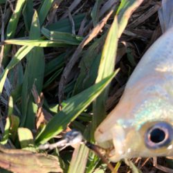 近所の中流域にて