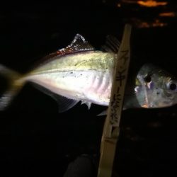 アジング練習 61