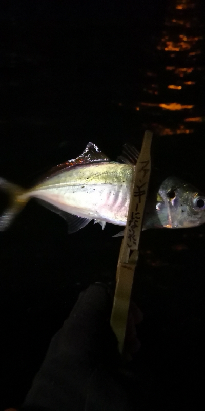 アジング練習 61