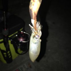 寒い中の渋いヒイカ釣りσ(^_^;)