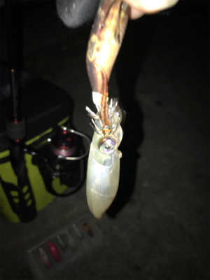 寒い中の渋いヒイカ釣りσ(^_^;)