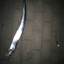 コスモチャレンジ サゴシとつ抜け