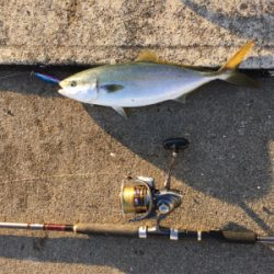 ２日連続ハマチ