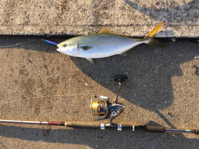２日連続ハマチ