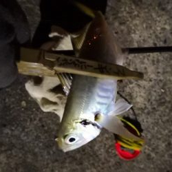 アジング練習 62