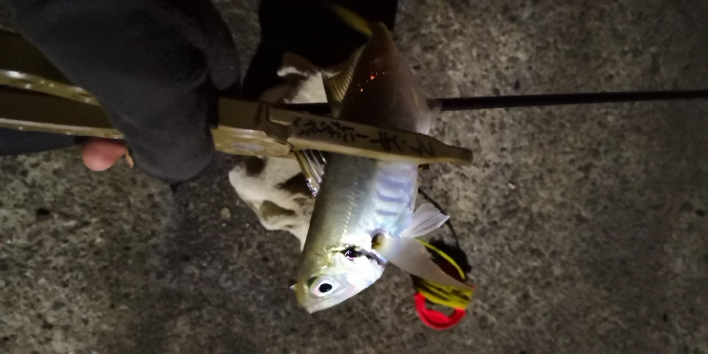 アジング練習 62