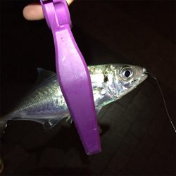 大阪湾奥アジング