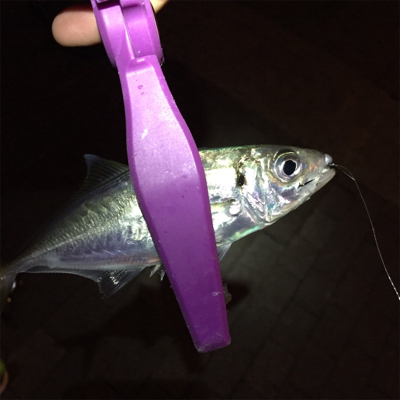 大阪湾奥アジング