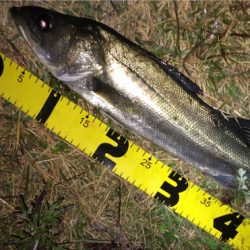 晩秋のシーバス