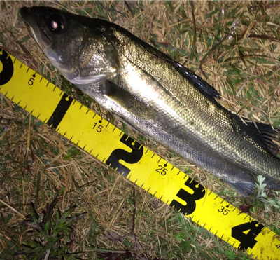 晩秋のシーバス