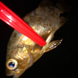 リベンジしたが、、