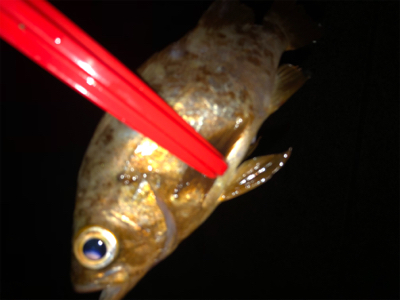 リベンジしたが、、