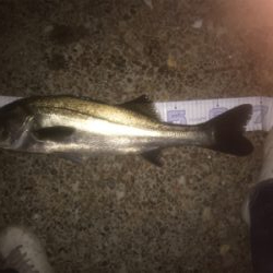 エクスセンスルアーで