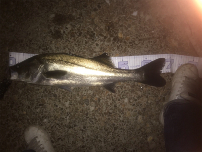 エクスセンスルアーで