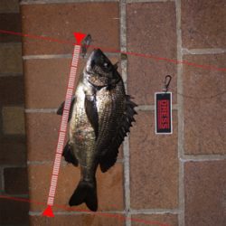 シーバス釣りたかった