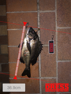 シーバス釣りたかった